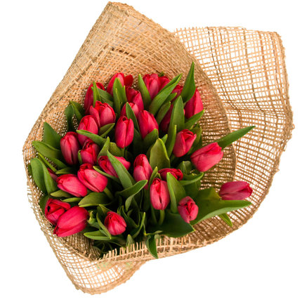 Tulipa