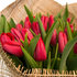 Tulipa